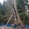Spring In BC Stanley Park